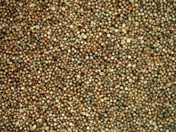 Egész koriander - 100 g