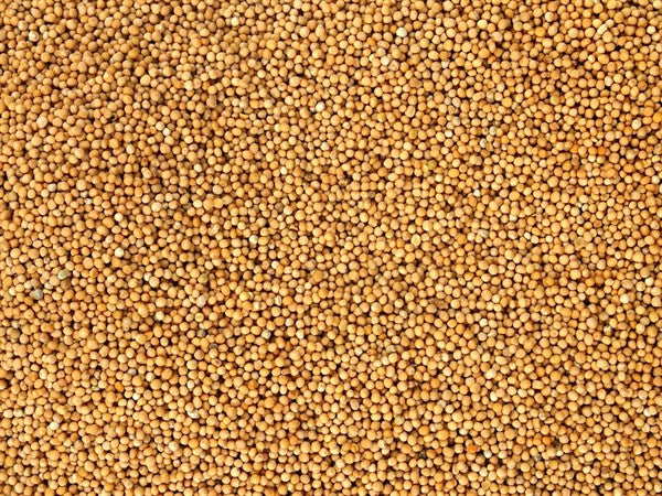 Egész bio fehér mustár - 100 g