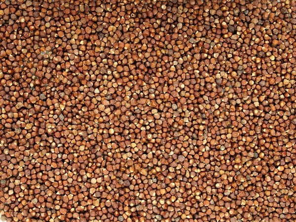 Guinea paprika - paradicsommag - 100 g