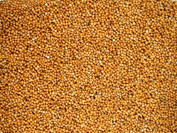 Egész fehér mustár - 100 g